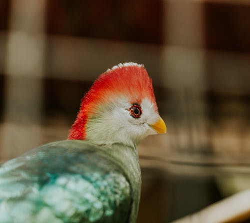 Red Crested Turaco in Close Up