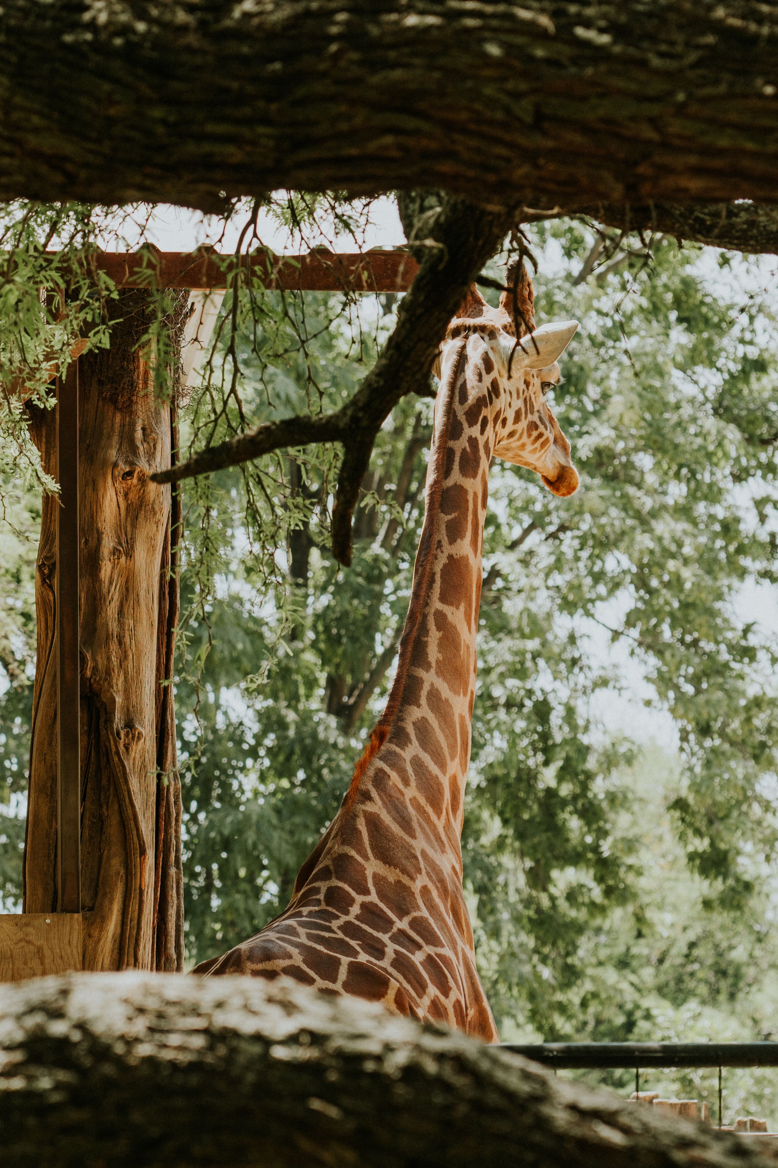 Back View of Giraffe in Zoo · Free Stock Photo