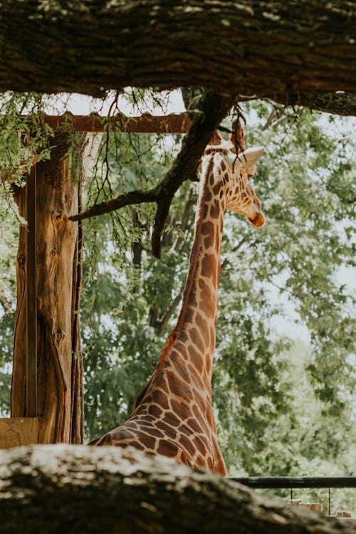 A giraffe is standing in the shade of a tree