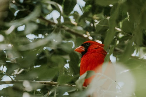 Northern Cardinal among Foliage