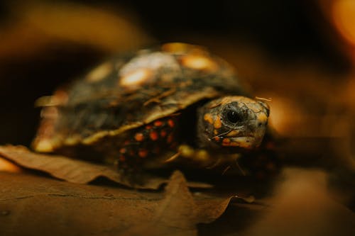 Adorable Small Turtle