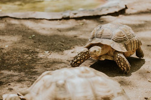 Turtle in Nature