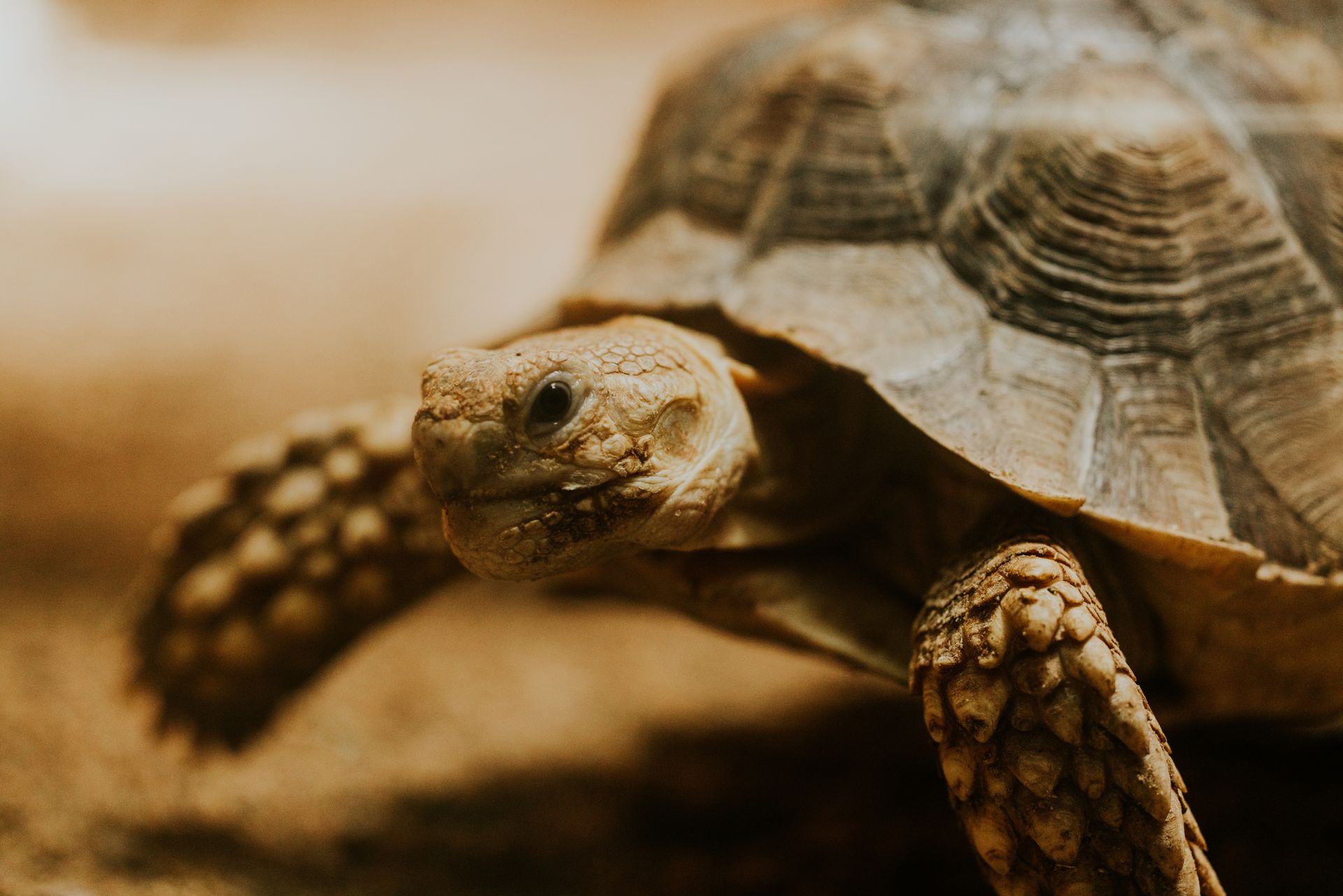 Detailed close-up of a tortoise showcasing its textured shell and scales in a natural setting.