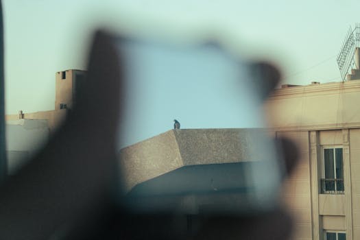 A pigeon perched on a rooftop is creatively reflected in a handheld mirror frame.