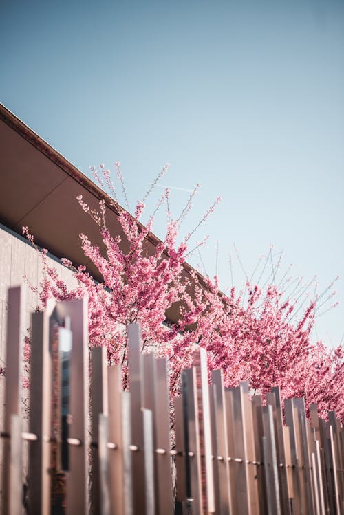 Pink Petaled Flowers Beside Fence