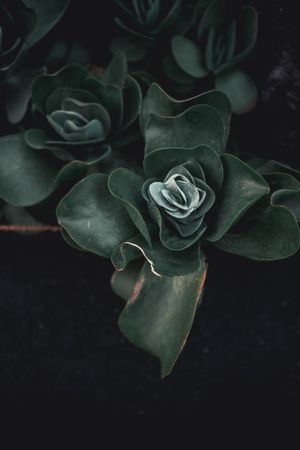 Dark green succulent close-up — photo by Orest Sv on Pexels