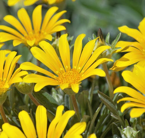 Free stock photo of beauty in nature, daisy, desert wildflowers