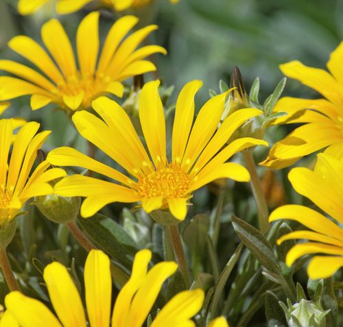 Free stock photo of beauty in nature, daisy, desert wildflowers Stock Photo