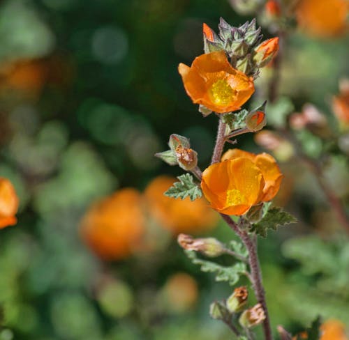 Free stock photo of beauty in nature, desert wildflower, orange