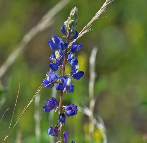 Free stock photo of beauty in nature, blue flower, desert wildflower