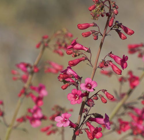 Free stock photo of beauty in nature, desert, desert flower