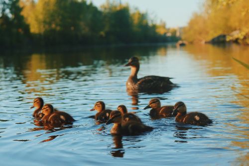 Free wildlife Stock Photo