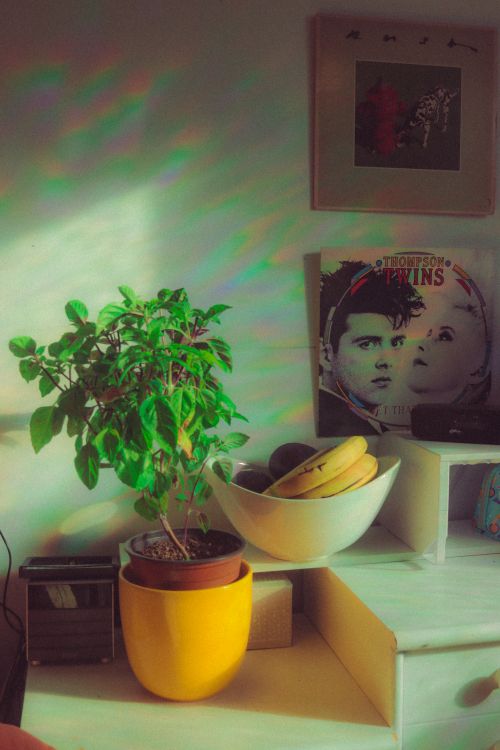 Free retro basilic Stock Photo