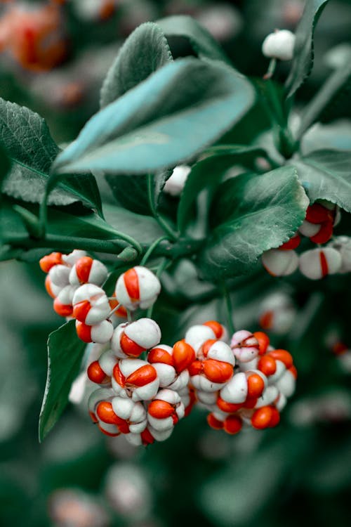 Foto profissional grátis de aumento, bagas, euonymus