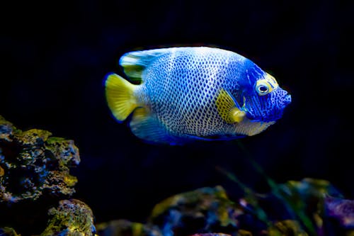 Ilmainen kuvapankkikuva tunnisteilla blueface angelfish, eläinkuvaus, kala