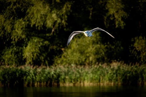 Ilmainen kuvapankkikuva tunnisteilla natureworld