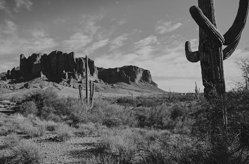 Black and white photo of desert landscape with cactus