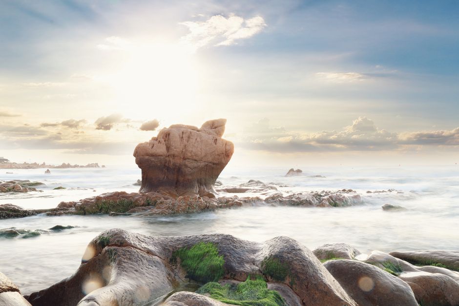 A close-up of a seagull perched on a stone by the coast.