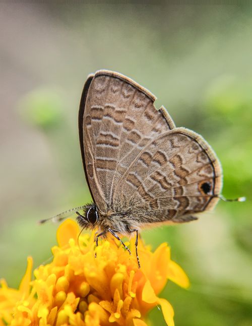 Free Detailed macro shot of a butterfly perched on a bright yellow flower, showcasing natural patterns and textures. Stock Photo