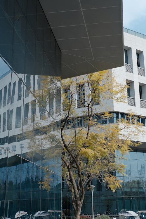 Fotos de stock gratuitas de árbol, arquitectura moderna, cristal