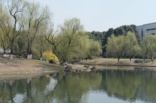 Free Tranquil spring scene of willow trees by a pond with a modern building in the background. Stock Photo