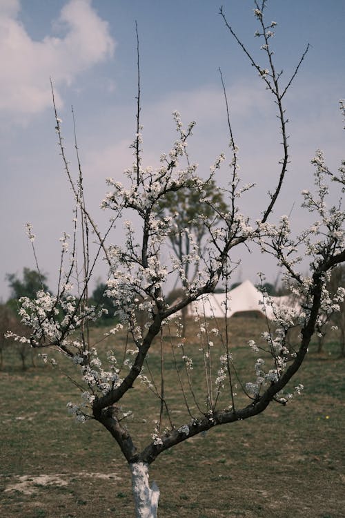 Foto profissional grátis de árvore de maçã, campo, mola