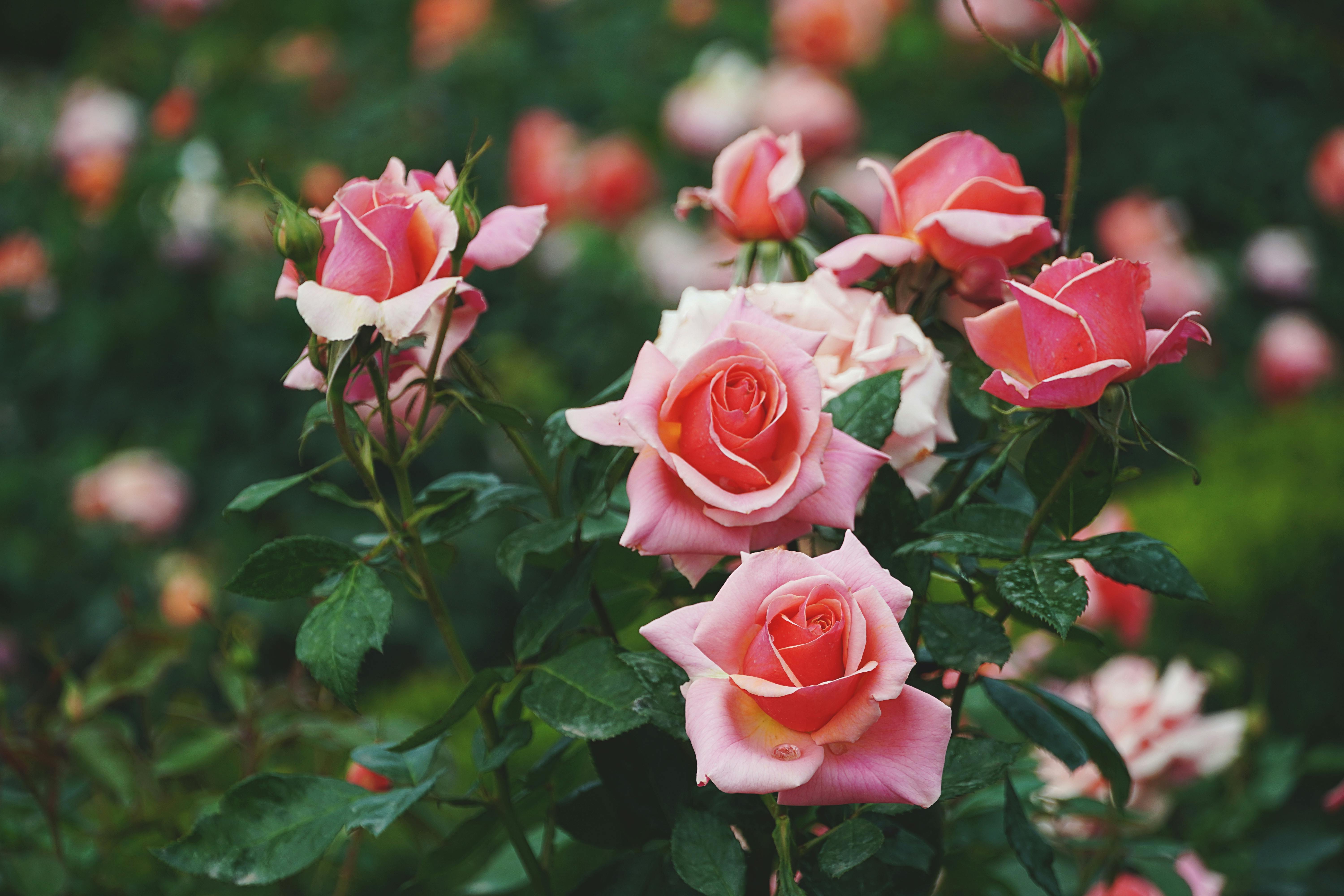 Close-up of blooming pink roses in a lush garden, showcasing their delicate petals and vibrant color.
