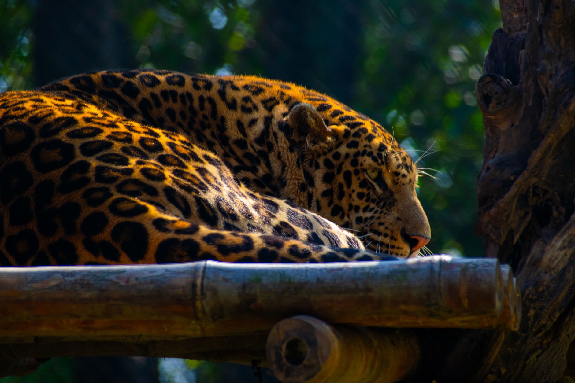 Jaguar Comforts Chikmagalur: Luxury Coffee Estate Stays