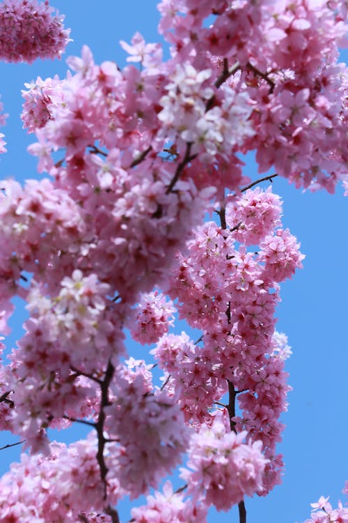 A close up of pink flowers on a tree