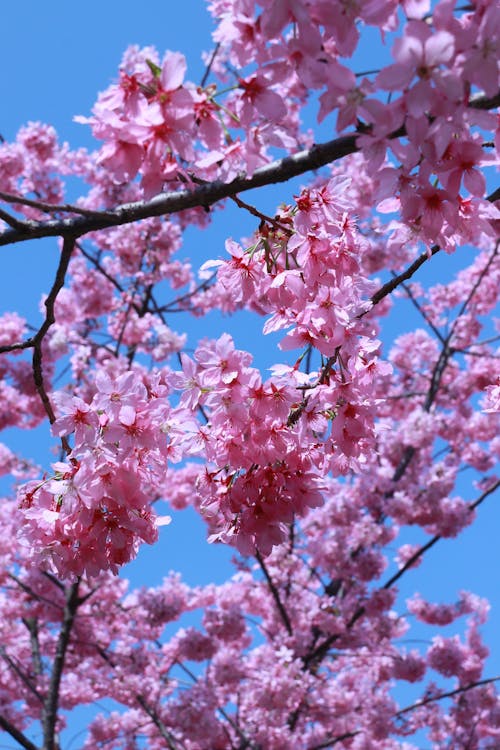 Pink Cherry Blossoms in Spring