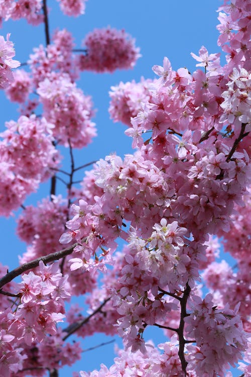 A close up of pink flowers on a tree