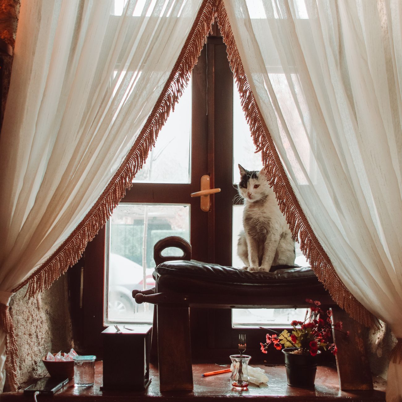 A cute cat sits comfortably on a stool by a beautifully draped window, indoors.