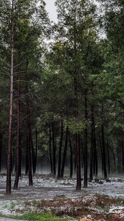 ağaçlar, buz tutmuş, dikey atış içeren Ücretsiz stok fotoğraf