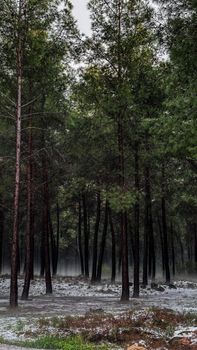 A serene view of a misty evergreen forest in Antalya, Türkiye during winter.