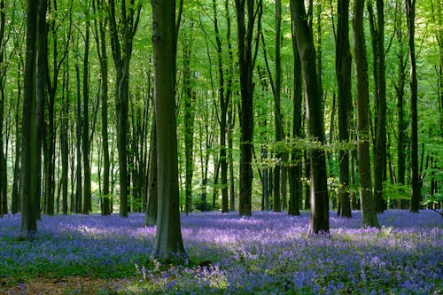 Bluebells in the wood