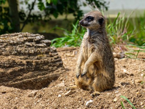 Free Adorable meerkat standing on hind legs on a sunny day in Hampshire, England. Stock Photo