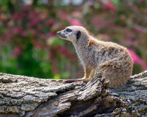 Attentive Meerkat