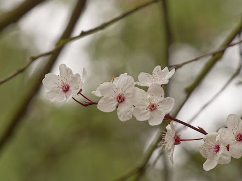 White blossom.