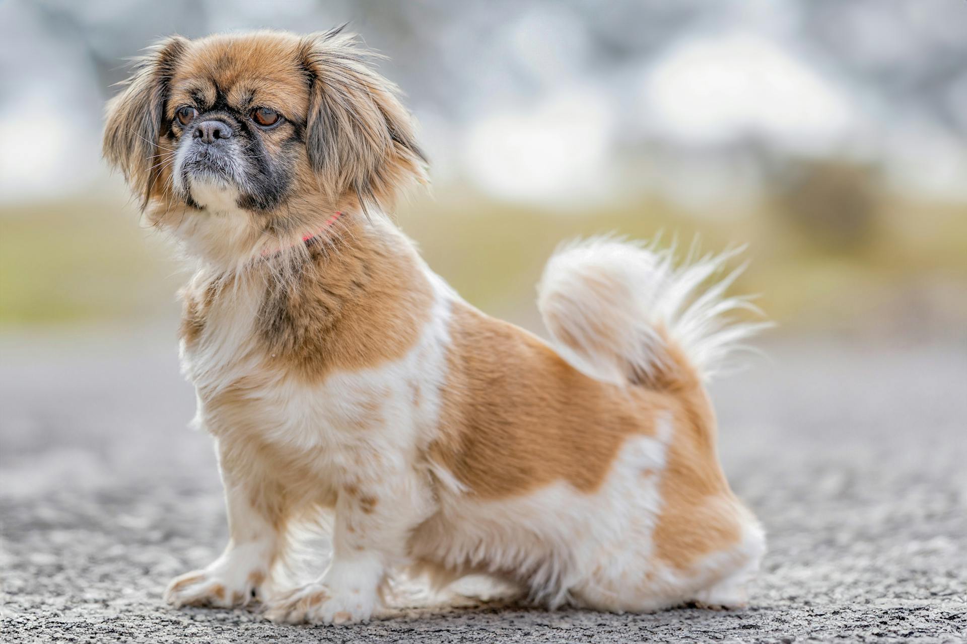 Parti Colored Tibetan Spaniel