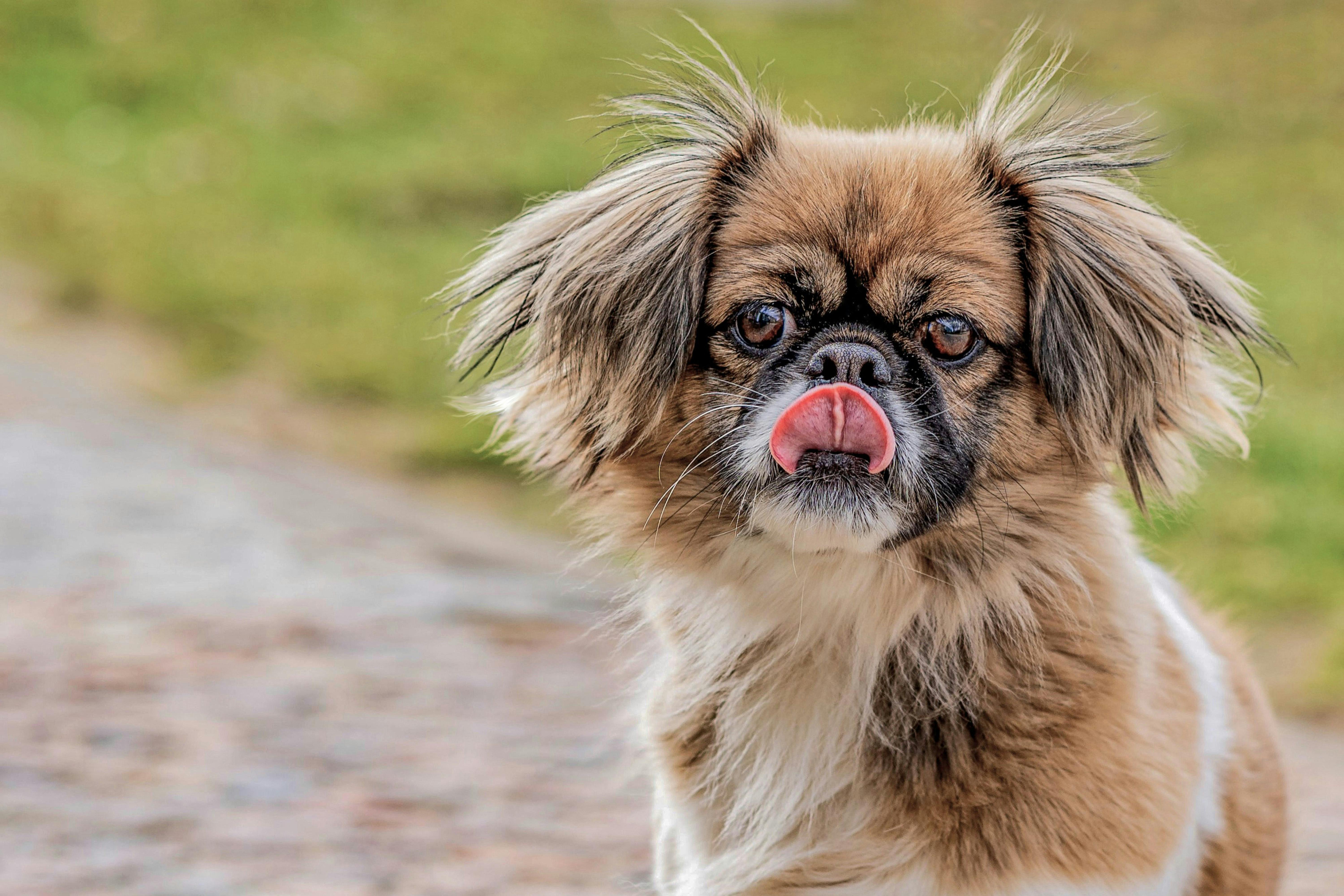 Fluffy Tibetan Spaniel