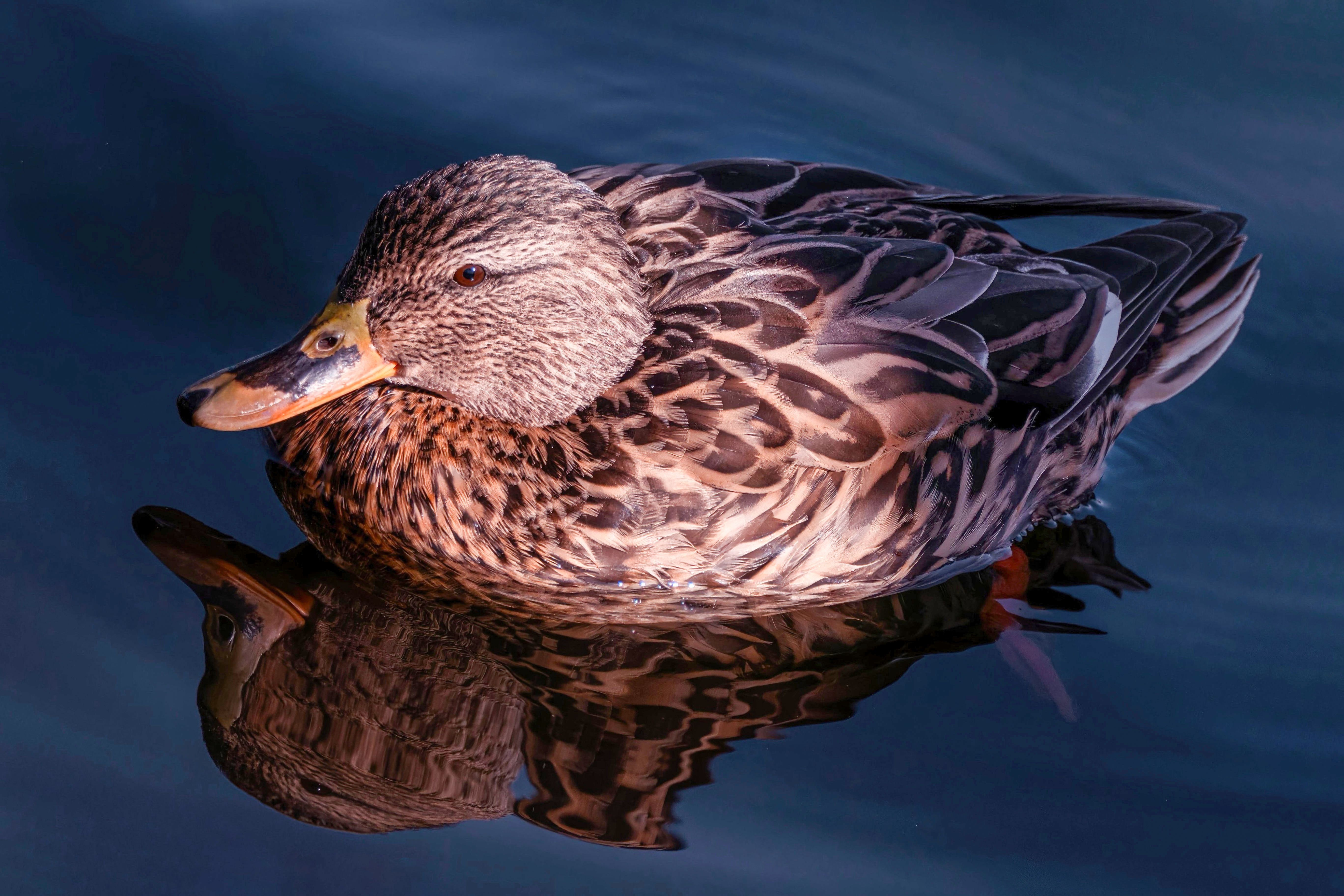 A detailed photograph of a mallard duck swimming and reflecting on calm water.