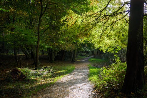 The sun shines through the leaves of the tree by the woodland path