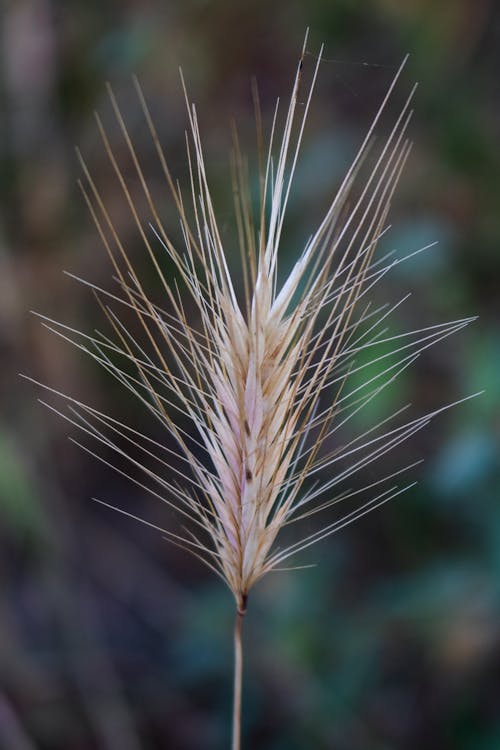 Foto profissional grátis de fino, foco seletivo, grama