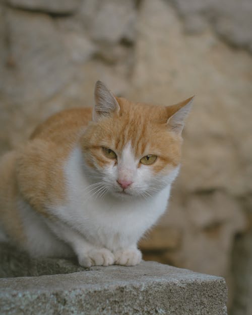 Kostenloses Stock Foto zu draußen, katze, mauer