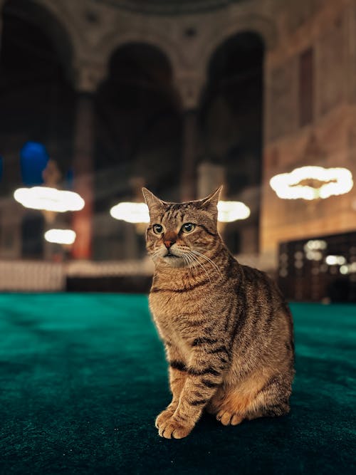 고양이, 동물 사진, 모스크의 무료 스톡 사진