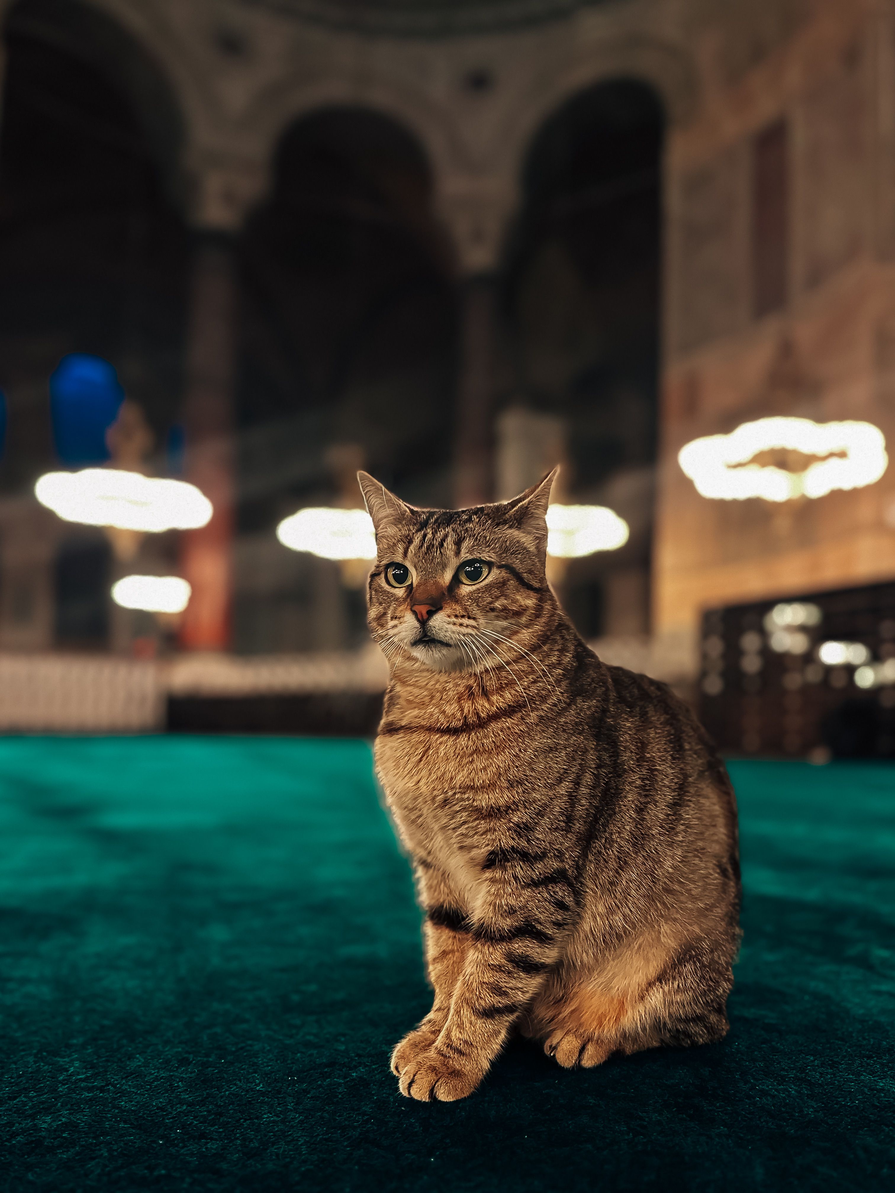 Cat Sitting on a Turquoise Carpet in a Mosque · Free Stock Photo