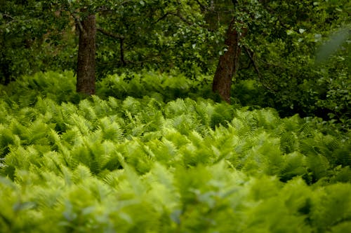 A forest with ferns and trees in the background
