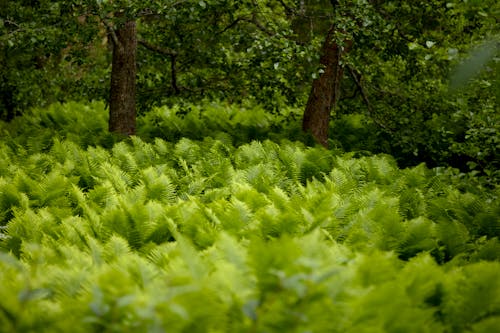 Fotobanka s bezplatnými fotkami na tému farma, flóra, kríky