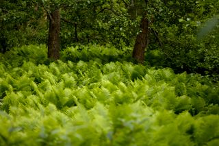 Ferns on a forest floor — Lauri Poldre on Pexels