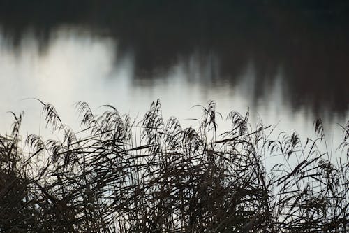 Безкоштовне стокове фото на тему «відображення, відтінки сірого, зерна»